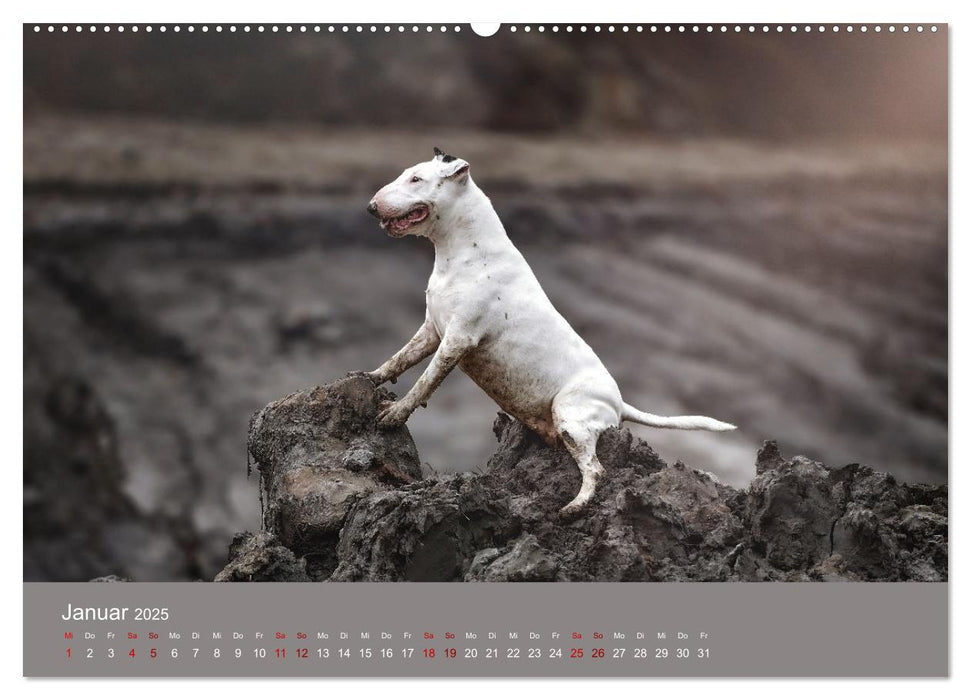 Fantastische Bullterrier - Sieger im Herzen (CALVENDO Wandkalender 2025)