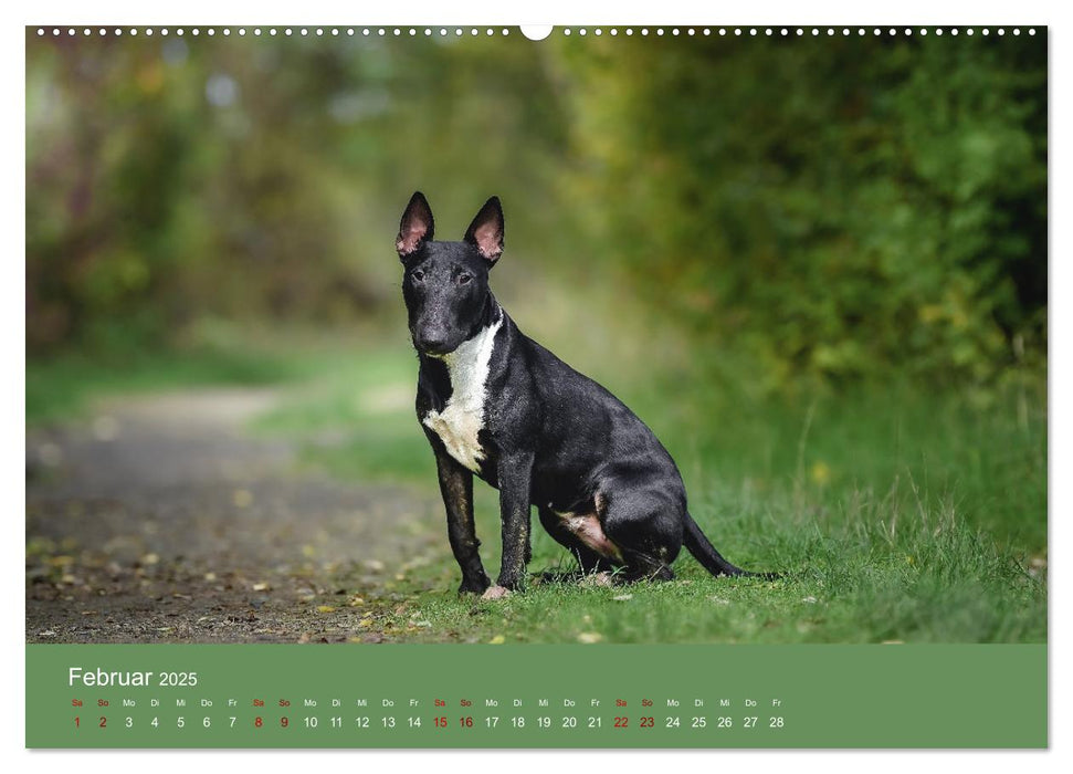 Fantastische Bullterrier - Sieger im Herzen (CALVENDO Wandkalender 2025)