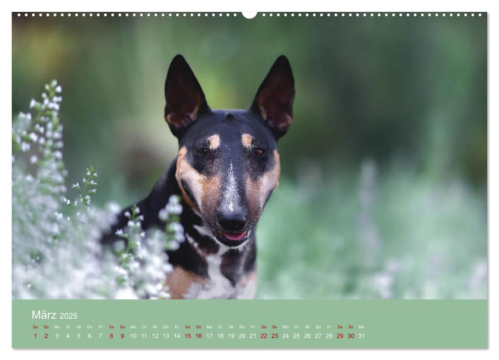 Fantastische Bullterrier - Sieger im Herzen (CALVENDO Wandkalender 2025)