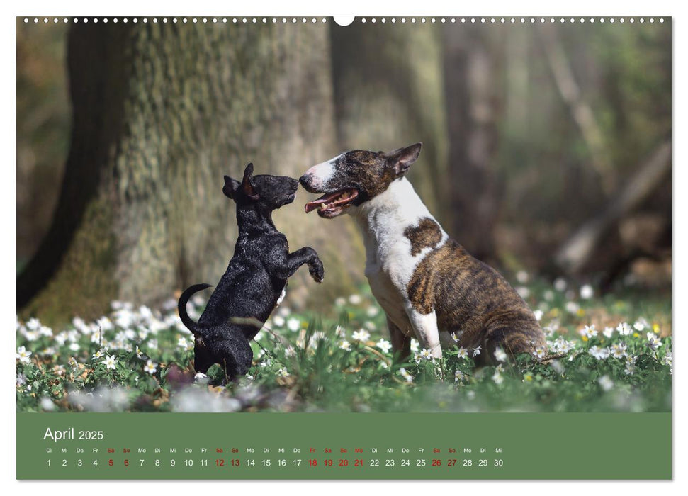 Fantastische Bullterrier - Sieger im Herzen (CALVENDO Wandkalender 2025)