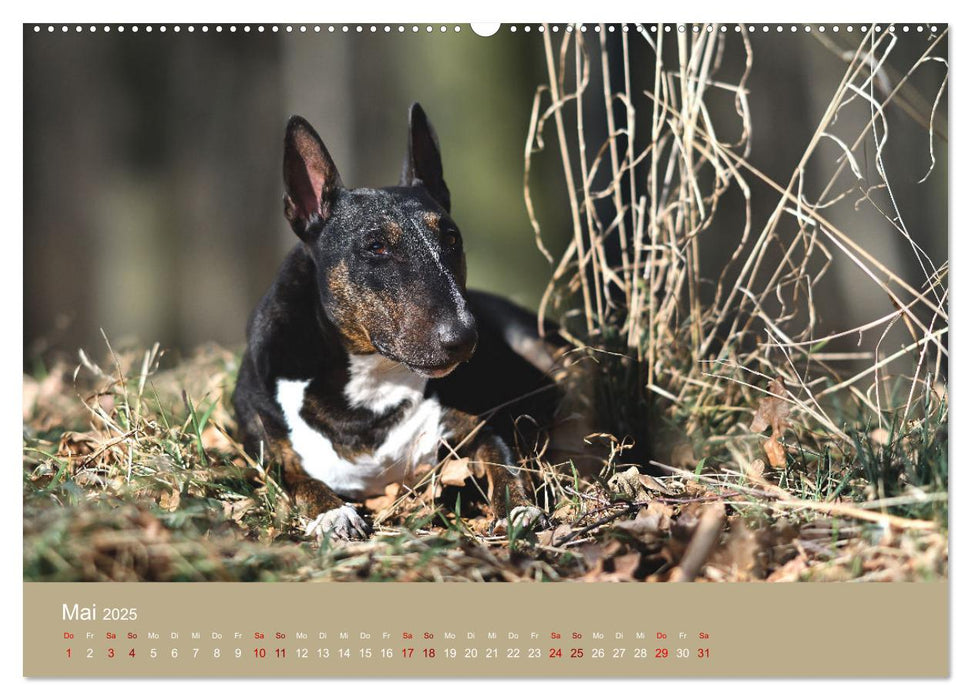 Fantastische Bullterrier - Sieger im Herzen (CALVENDO Wandkalender 2025)