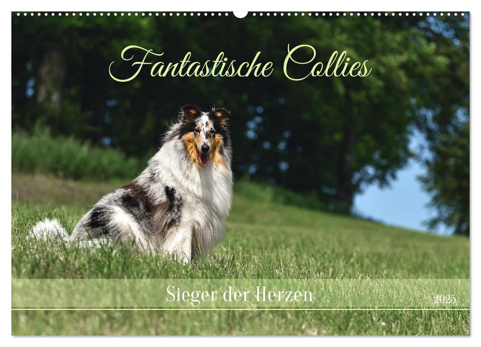 Fantastische Collies - Sieger der Herzen (CALVENDO Wandkalender 2025)