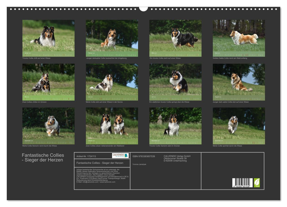 Fantastische Collies - Sieger der Herzen (CALVENDO Wandkalender 2025)