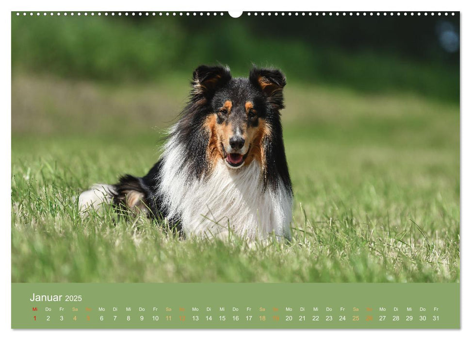 Fantastische Collies - Sieger der Herzen (CALVENDO Wandkalender 2025)