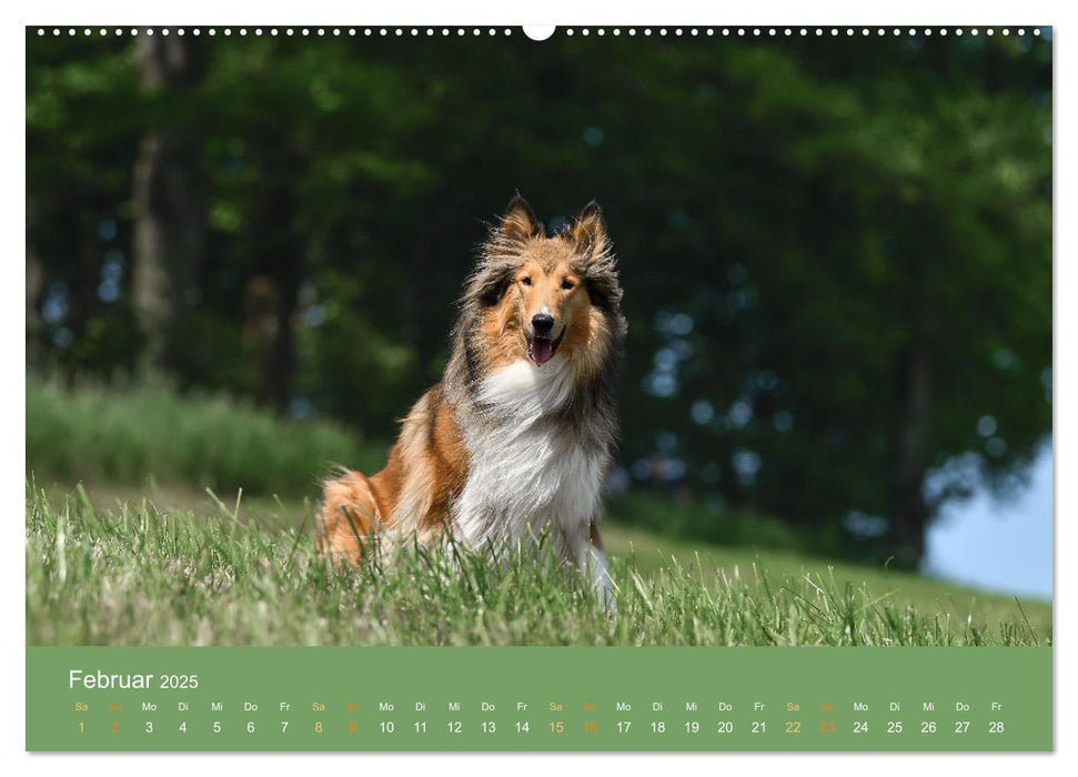 Fantastische Collies - Sieger der Herzen (CALVENDO Wandkalender 2025)