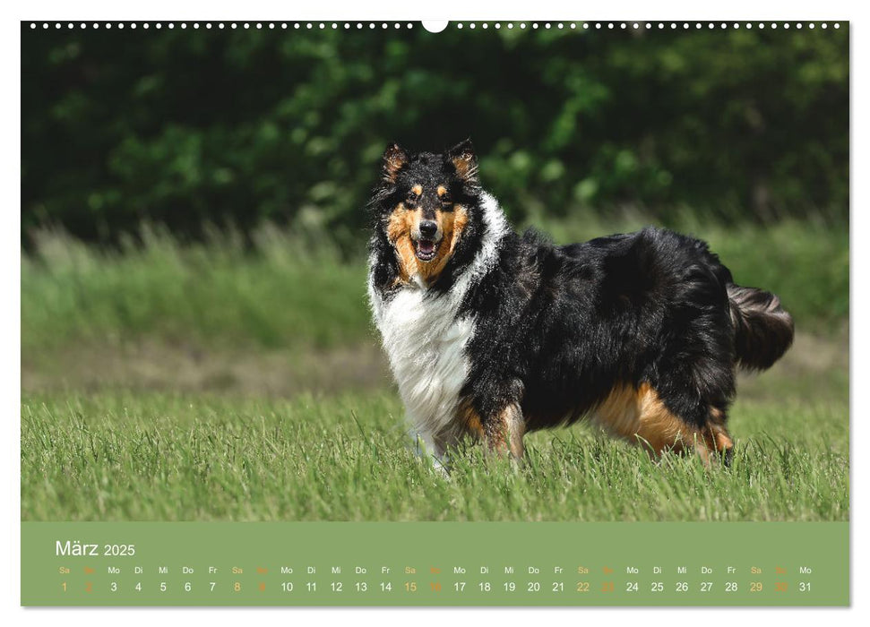 Fantastische Collies - Sieger der Herzen (CALVENDO Wandkalender 2025)