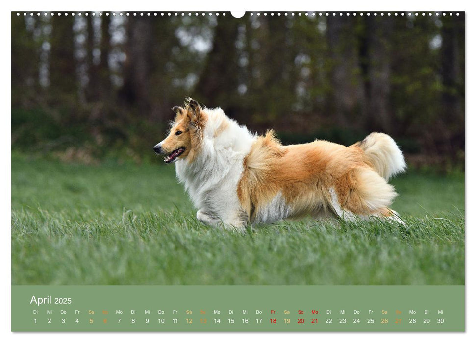 Fantastische Collies - Sieger der Herzen (CALVENDO Wandkalender 2025)