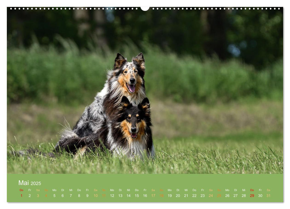 Fantastische Collies - Sieger der Herzen (CALVENDO Wandkalender 2025)