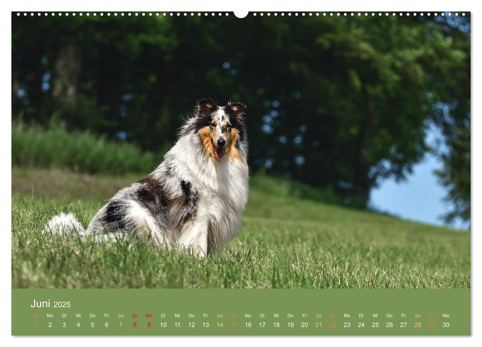 Fantastische Collies - Sieger der Herzen (CALVENDO Wandkalender 2025)