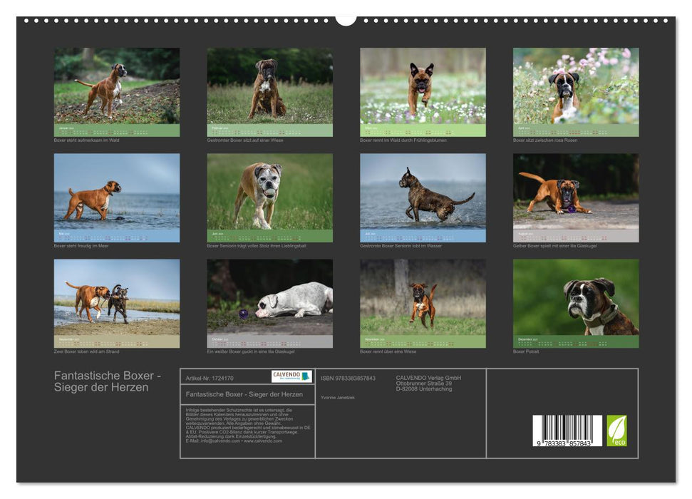 Fantastische Boxer - Sieger der Herzen (CALVENDO Premium Wandkalender 2025)