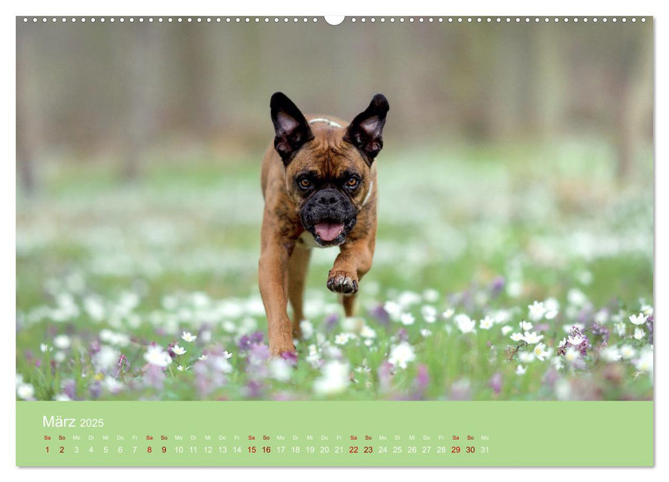 Fantastische Boxer - Sieger der Herzen (CALVENDO Premium Wandkalender 2025)