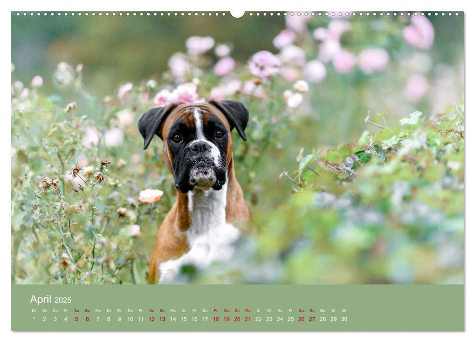 Fantastische Boxer - Sieger der Herzen (CALVENDO Premium Wandkalender 2025)