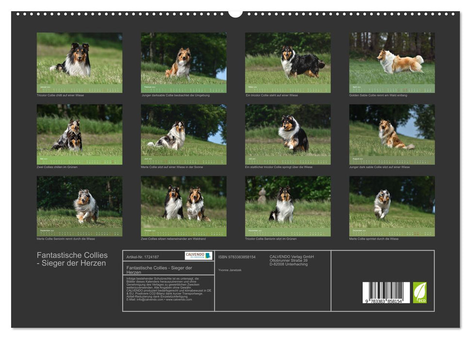 Fantastische Collies - Sieger der Herzen (CALVENDO Premium Wandkalender 2025)