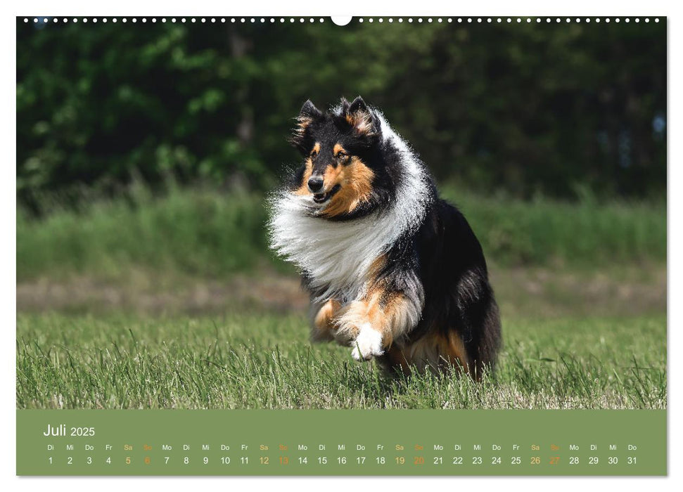 Fantastische Collies - Sieger der Herzen (CALVENDO Premium Wandkalender 2025)