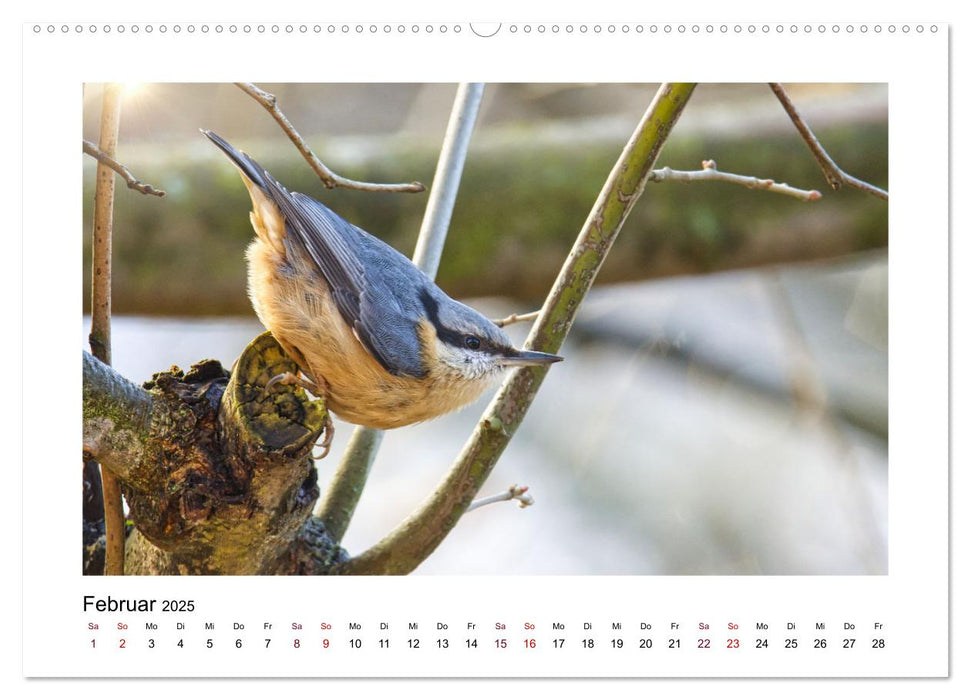 Flinke Kleiber (CALVENDO Premium Wandkalender 2025)