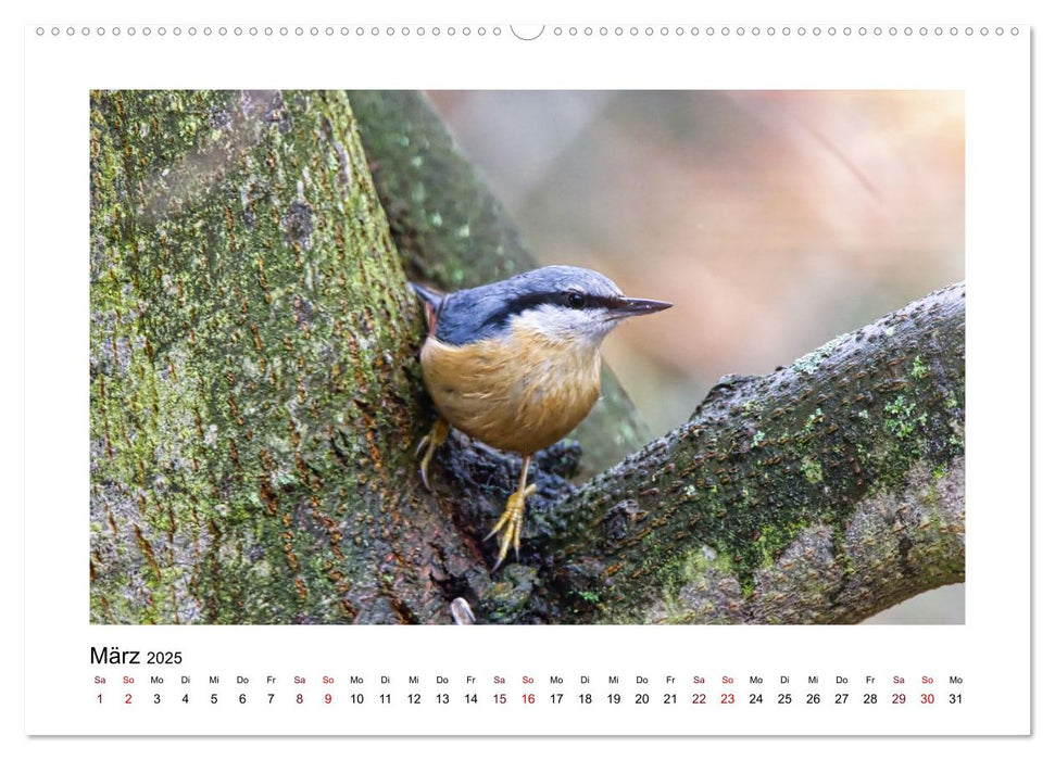 Flinke Kleiber (CALVENDO Premium Wandkalender 2025)