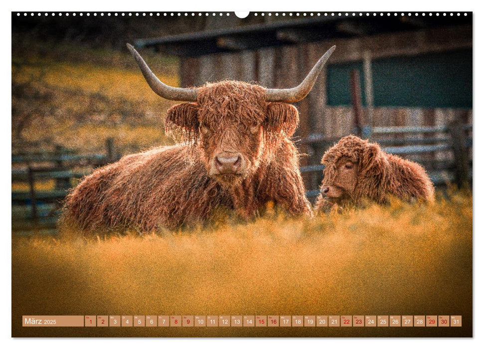 Mutterkühe (CALVENDO Wandkalender 2025)