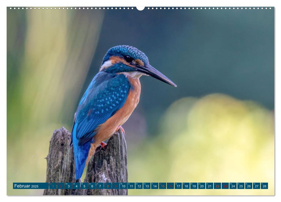 Unsere Vogelvielfalt: Ein Schatz zum Entdecken und Schützen (CALVENDO Premium Wandkalender 2025)