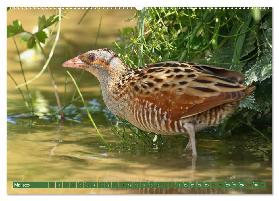 Der Wachtelkönig (CALVENDO Premium Wandkalender 2025)