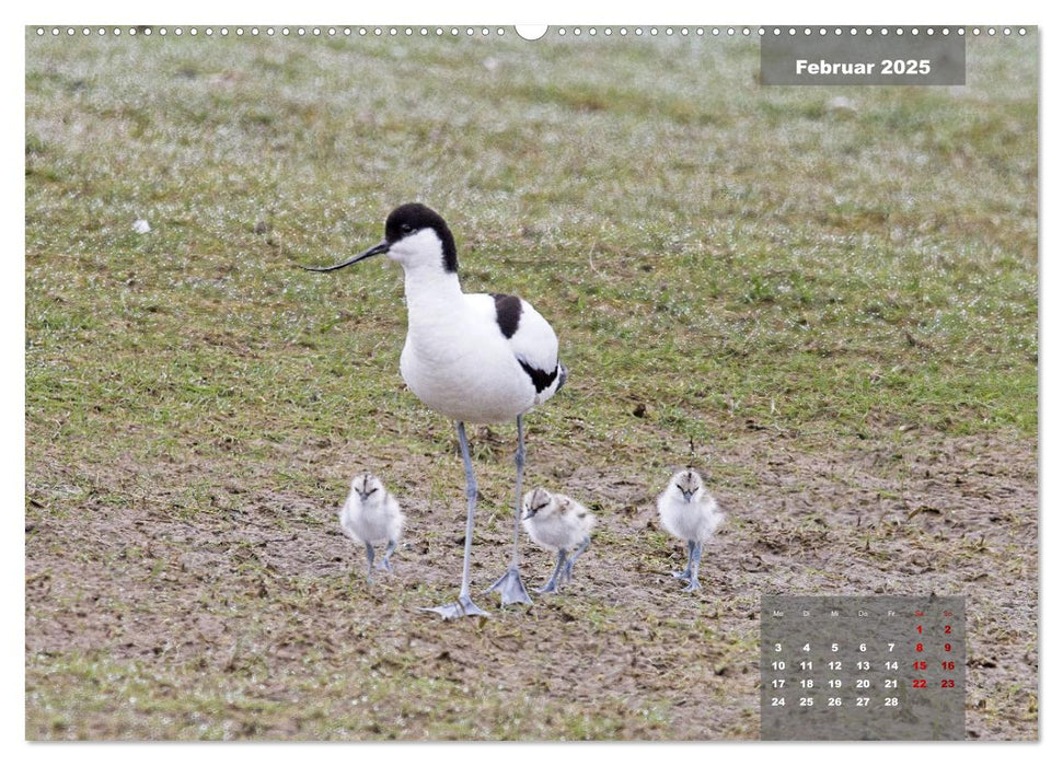 Naturparadies Nordstrand und Beltringharder Koog (CALVENDO Premium Wandkalender 2025)