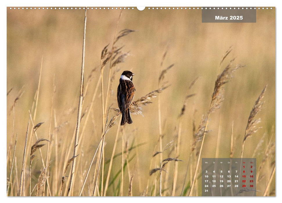 Naturparadies Nordstrand und Beltringharder Koog (CALVENDO Premium Wandkalender 2025)