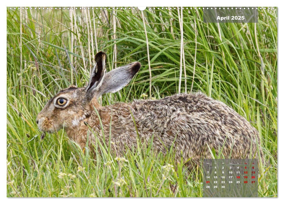 Naturparadies Nordstrand und Beltringharder Koog (CALVENDO Premium Wandkalender 2025)