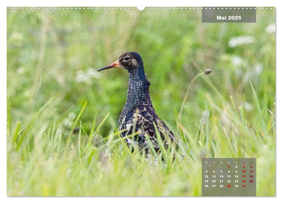 Naturparadies Nordstrand und Beltringharder Koog (CALVENDO Premium Wandkalender 2025)