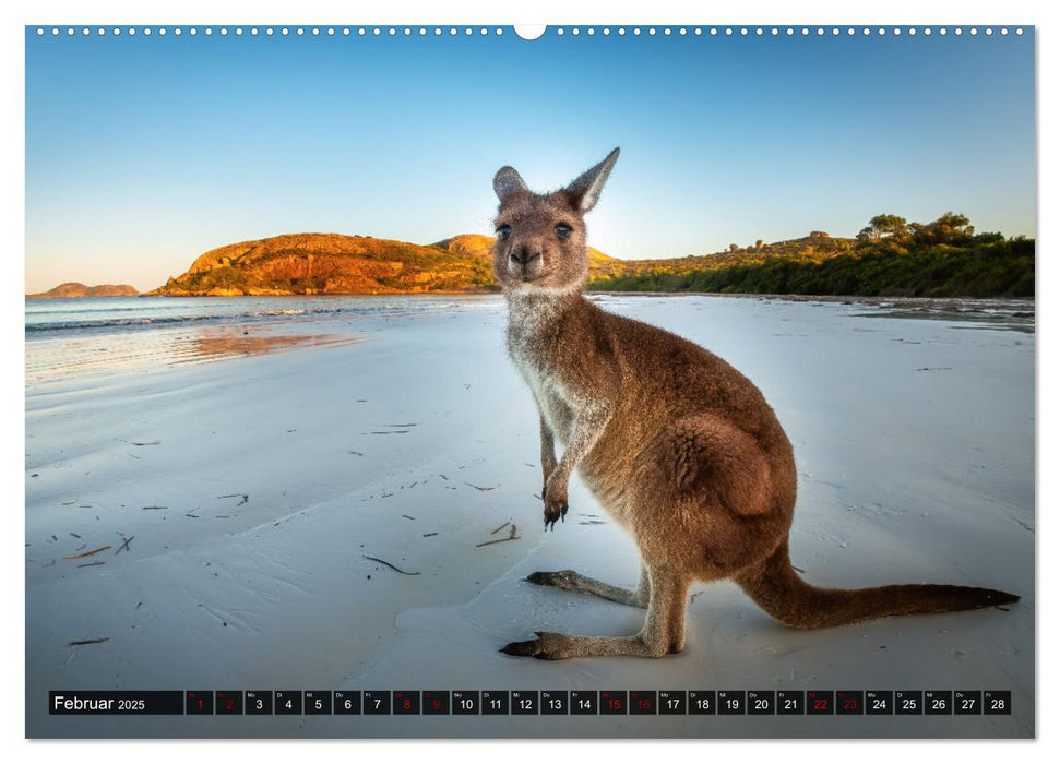 Wildtierkalender (CALVENDO Wandkalender 2025)