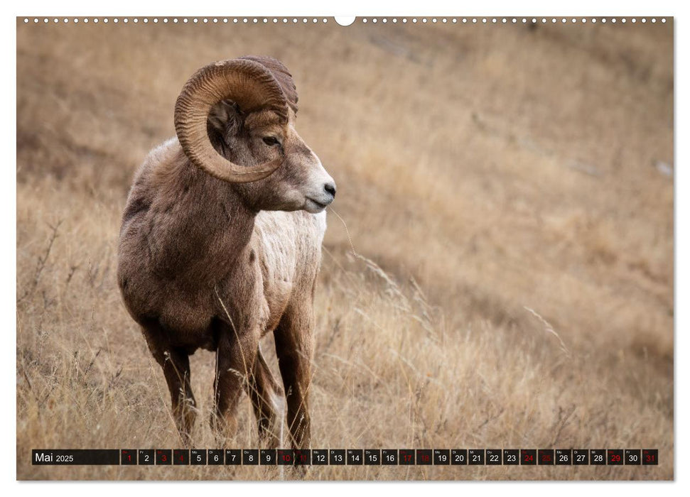 Wildtierkalender (CALVENDO Wandkalender 2025)