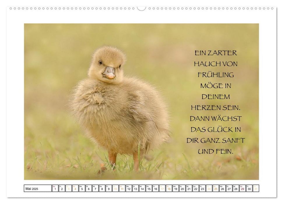 Spruch verliebt (CALVENDO Premium Wandkalender 2025)