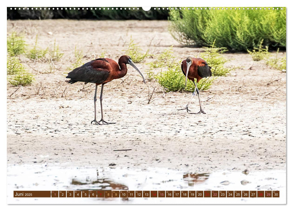 Die Vogelwelt der Camargue (CALVENDO Wandkalender 2025)