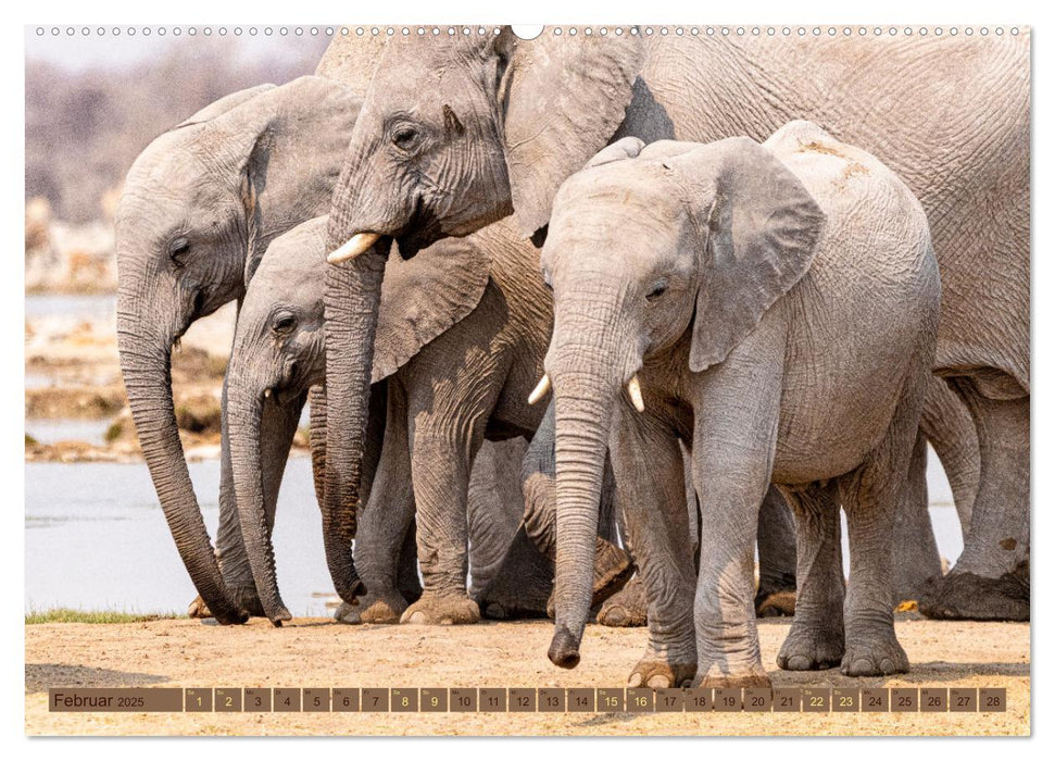 Wildlife Namibia - Etosha und Kalahari (CALVENDO Wandkalender 2025)