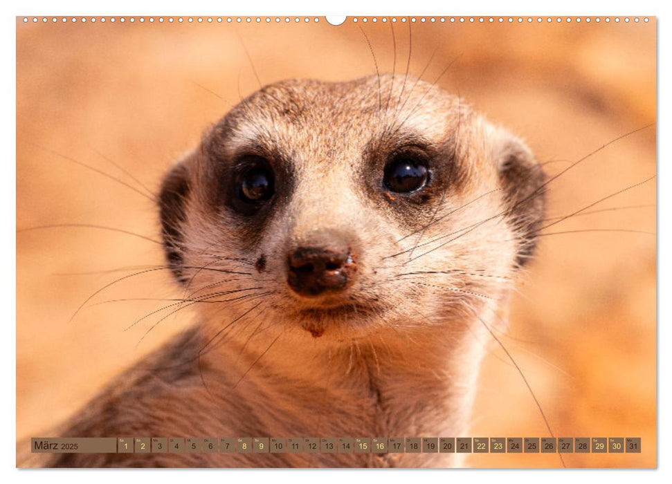 Wildlife Namibia - Etosha und Kalahari (CALVENDO Wandkalender 2025)