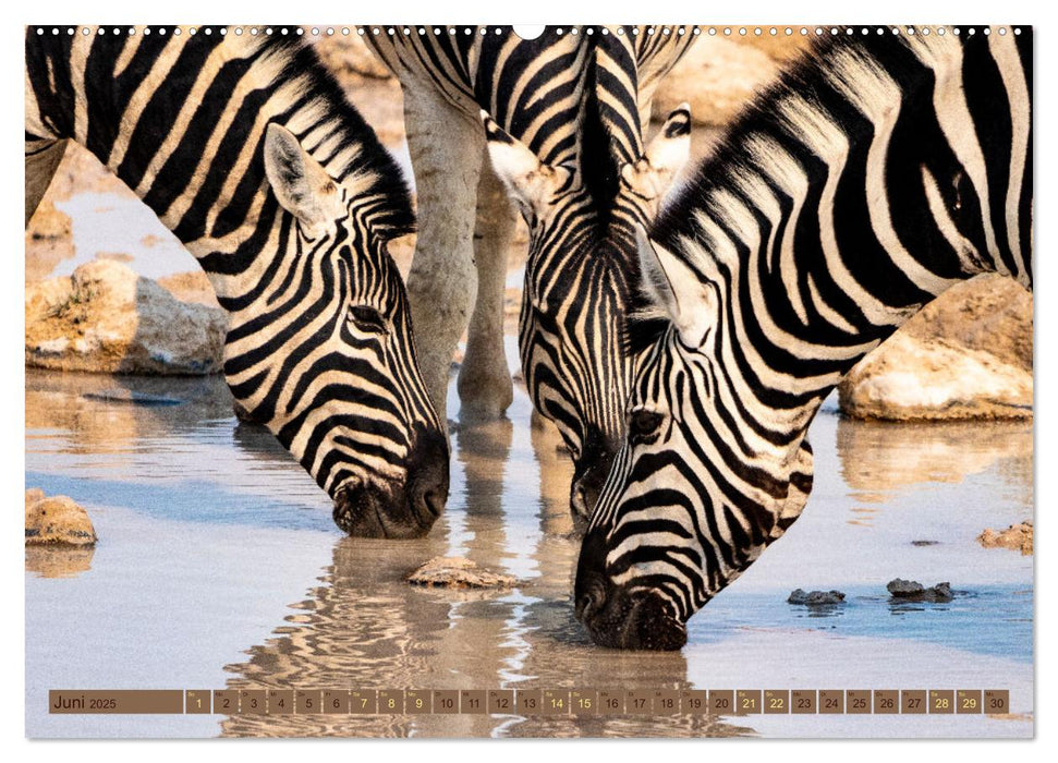 Wildlife Namibia - Etosha und Kalahari (CALVENDO Wandkalender 2025)