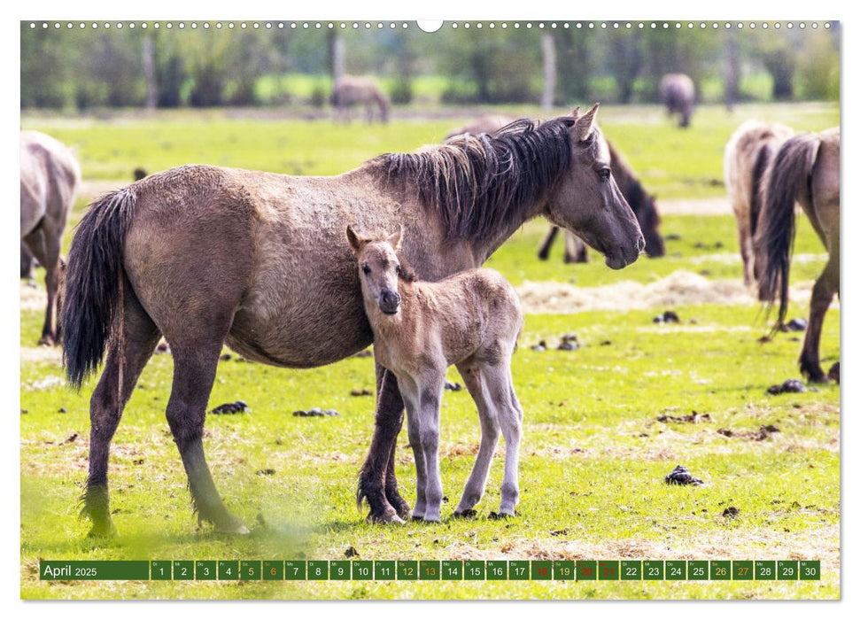 Dülmen - Wildpferde, Burgen und Schlösser (CALVENDO Premium Wandkalender 2025)