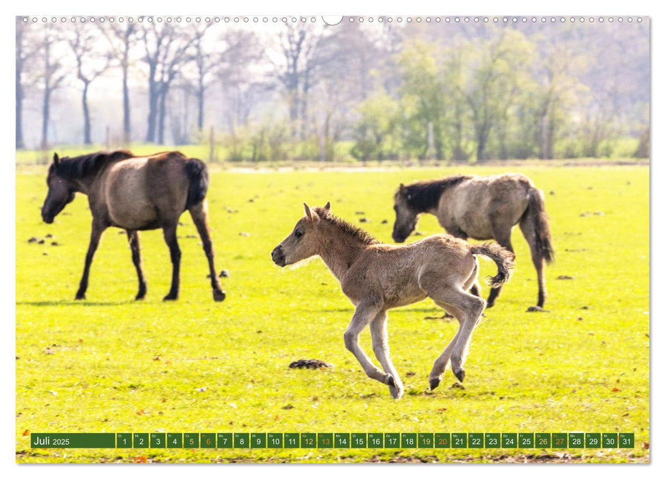 Dülmen - Wildpferde, Burgen und Schlösser (CALVENDO Premium Wandkalender 2025)