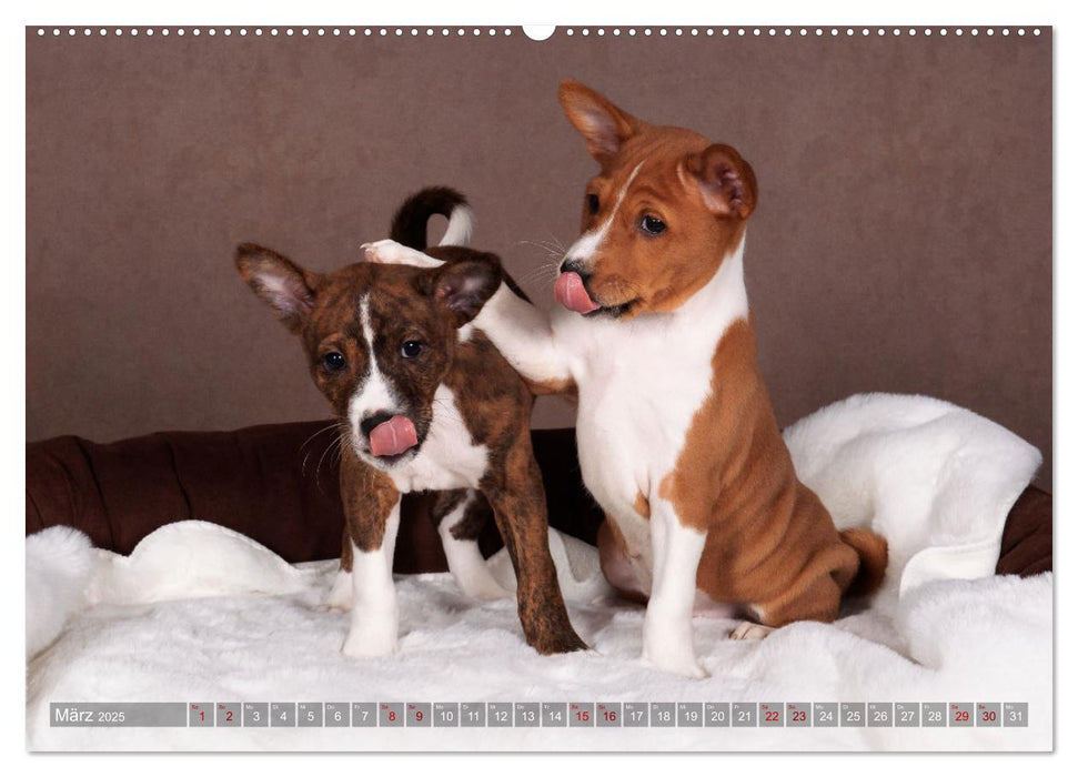 Basenji-Schönheiten (CALVENDO Wandkalender 2025)