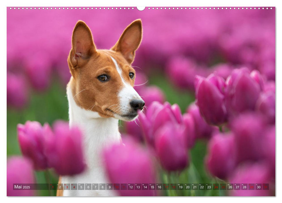 Basenji-Schönheiten (CALVENDO Wandkalender 2025)