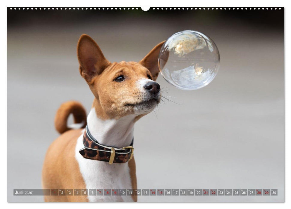 Basenji-Schönheiten (CALVENDO Wandkalender 2025)