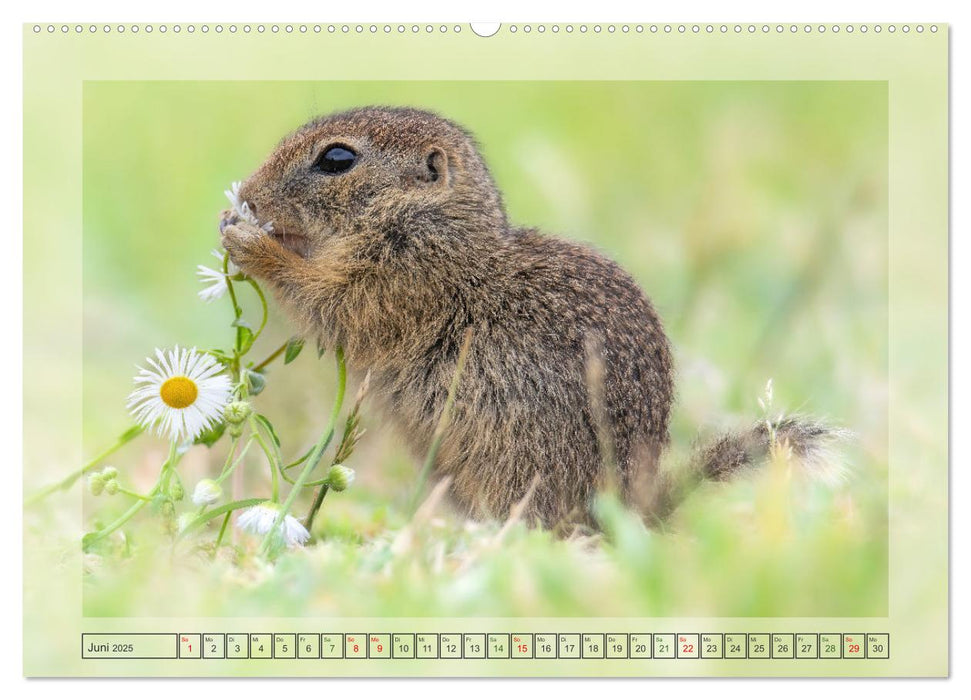 Süße Nager (CALVENDO Premium Wandkalender 2025)