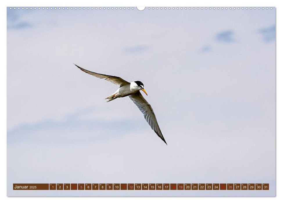 Die Vogelwelt der Camargue (CALVENDO Premium Wandkalender 2025)