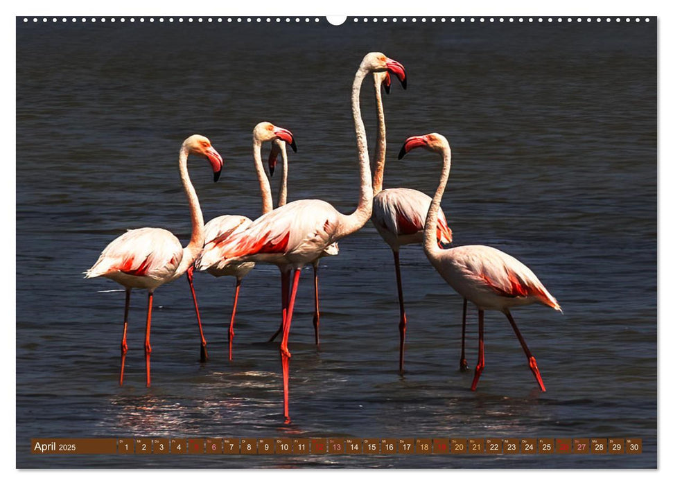 Die Vogelwelt der Camargue (CALVENDO Premium Wandkalender 2025)