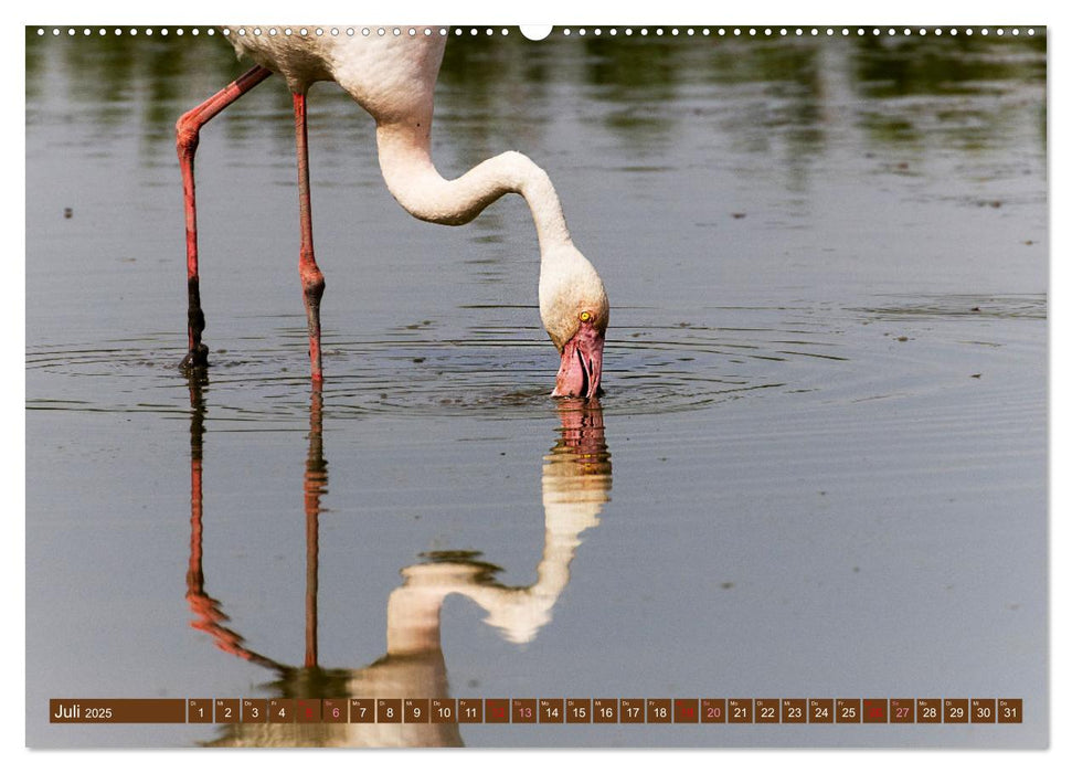 Die Vogelwelt der Camargue (CALVENDO Premium Wandkalender 2025)