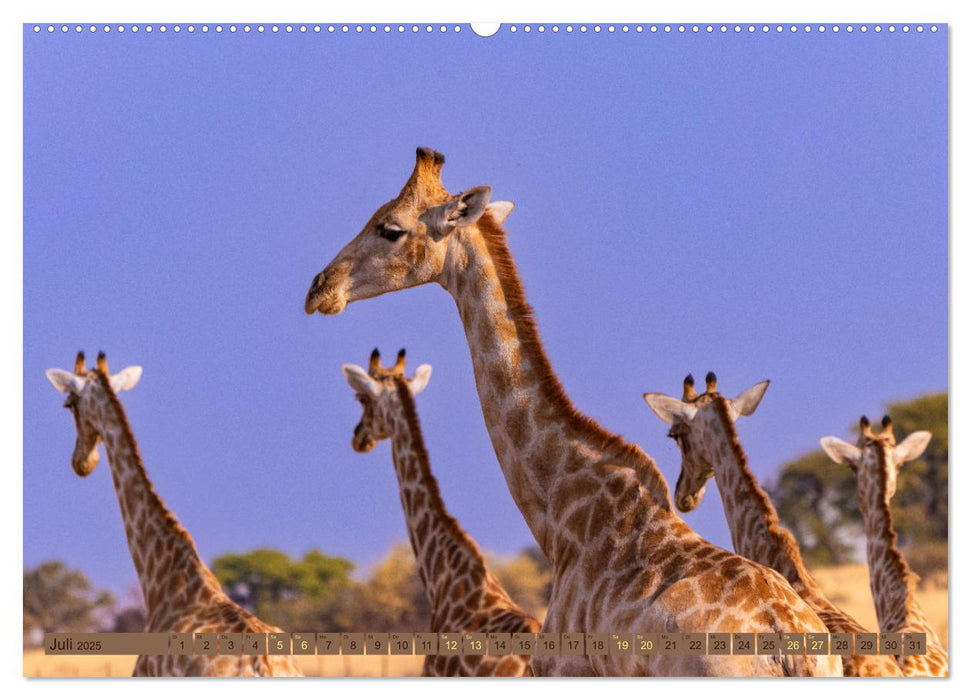 Wildlife Namibia - Etosha und Kalahari (CALVENDO Premium Wandkalender 2025)