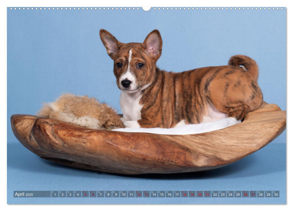 Basenji-Schönheiten (CALVENDO Premium Wandkalender 2025)