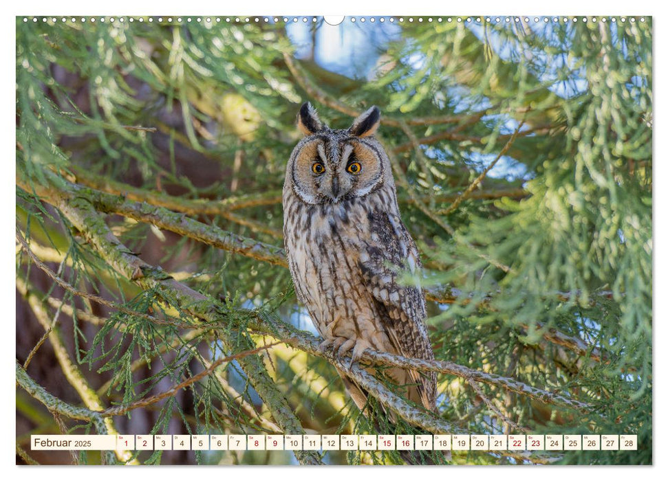 Eulen in Franken (CALVENDO Wandkalender 2025)