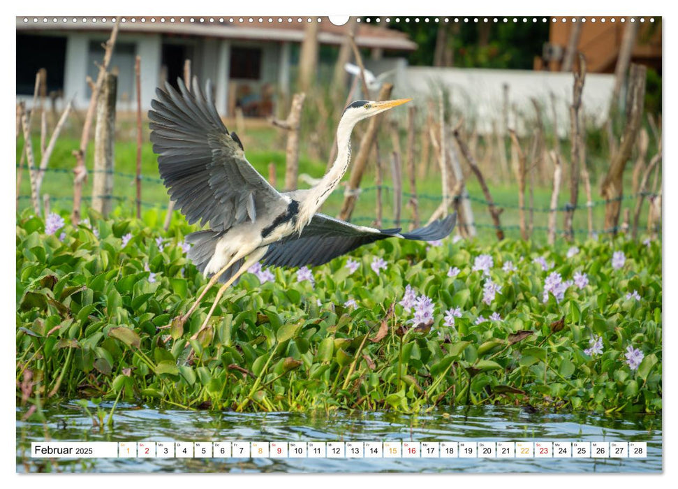 Wildes Sri Lanka (CALVENDO Wandkalender 2025)