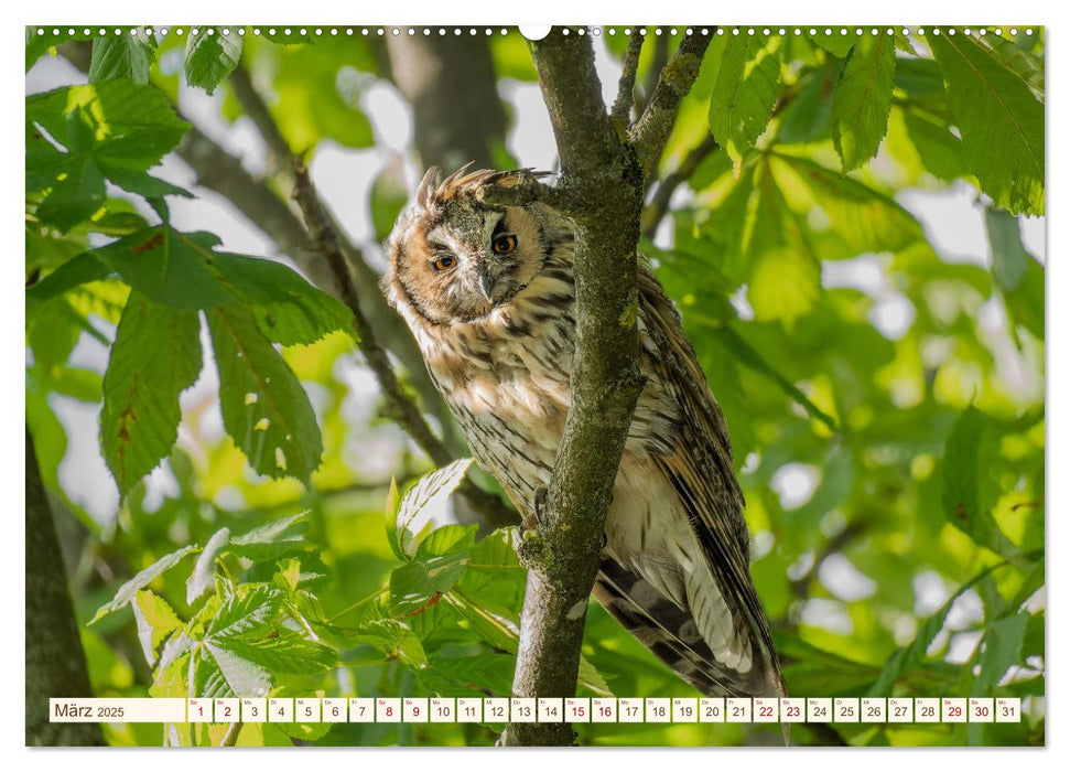 Eulen in Franken (CALVENDO Premium Wandkalender 2025)