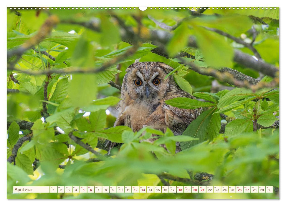 Eulen in Franken (CALVENDO Premium Wandkalender 2025)