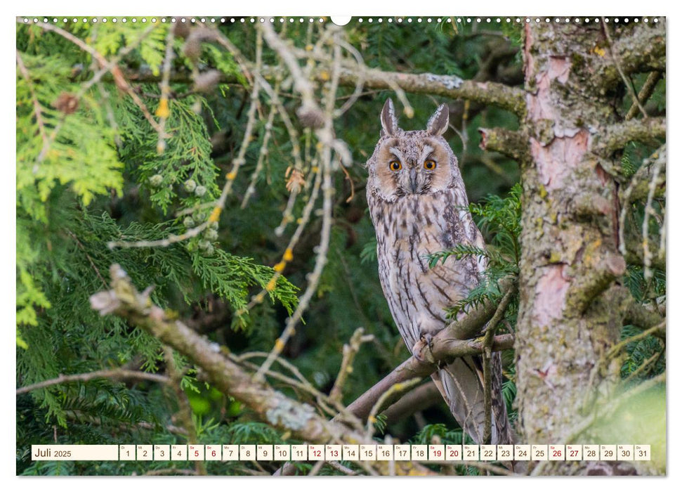 Eulen in Franken (CALVENDO Premium Wandkalender 2025)